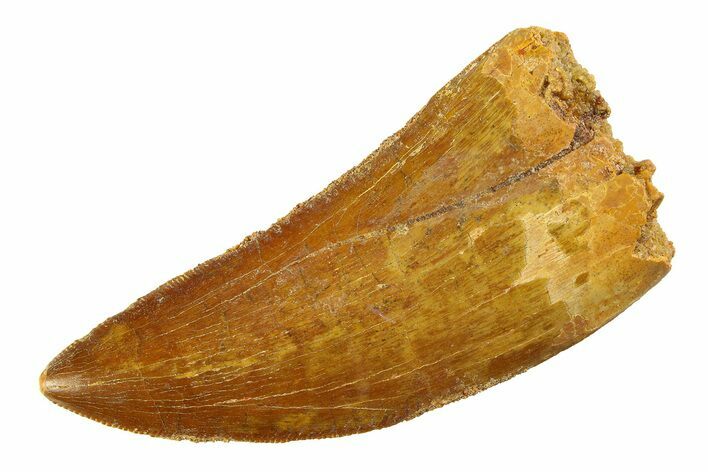 Serrated, Carcharodontosaurus Tooth - Real Dinosaur Tooth #351719